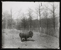 National Zoological Park, American Bison