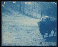 National Zoological Park, American Bison