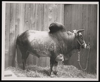 National Zoological Park, Zebu