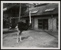 National Zoological Park, Ostrich