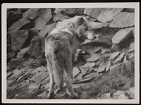 National Zoological Park, Timber Wolf