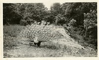 Views of the National Zoological Park in Washington, DC, showing Peacock