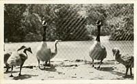 Views of the National Zoological Park in Washington, DC, showing Geese and Ducks