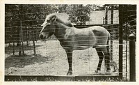 Views of the National Zoological Park in Washington, DC, showing Przewalski Horse