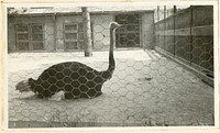 Views of the National Zoological Park in Washington, DC, showing Ostrich