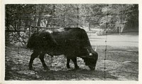 Views of the National Zoological Park in Washington, DC, showing Bison