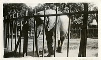 Views of the National Zoological Park in Washington, DC, showing Elephant