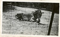 Views of the National Zoological Park in Washington, DC, showing Zebra