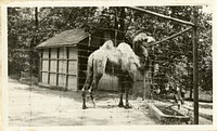 Views of the National Zoological Park in Washington, DC, showing Camel