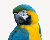 Macaw parrot, isolated animal image psd