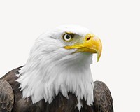 Bald eagle collage element psd