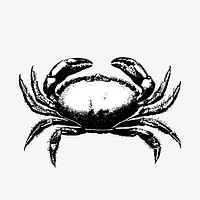 Crab, vintage sea animal illustration psd