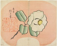 White Camellia (1830s) print in high resolution by Yamada Hogyoku. Original from The Minneapolis Institute of Art.