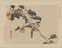 Bird perched on a branch from a fruit persimmon tree by Keibun Matsumura. Original public domain image from the Library of Congress.