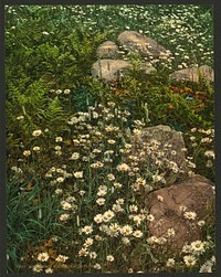 Adirondack mountain wildflowers. Original from the Library of Congress.