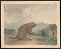 American porcupine from nature and on stone by T. Doughty. Original from the Library of Congress.