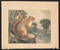 Great tailed squirrel from nature and on stone by T. Doughty. Original from the Library of Congress.