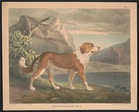 Newfoundland dog from nature and on stone by T. Doughty. Original from the Library of Congress.