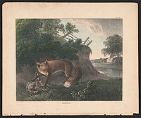 Red fox (1830-1835). Original from the Library of Congress.