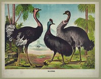 The ostrich (1874). Original from the Library of Congress.