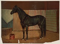 Black Cloud, a horse in stable (1882) Scott Leighton. Original from the Library of Congress.