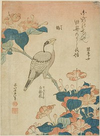 Hokusai's Grosbeak and mirabilis. Original from The Art Institute of Chicago.