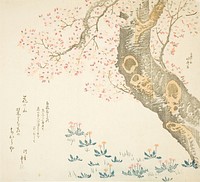 Hokusai's Dandelions and clovers beneath cherry tree (1807). Original from The Art Institute of Chicago.