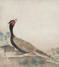 Pheasant (1658-1716) by Ogata Korin. Original from The Cleveland Museum of Art.