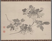 Studies from Nature: Plants, Fish, and Birds (Peony) during first half 19th century painting in high resolution by Urakami Shunkin.  Original from The Minneapolis Institute of Art.