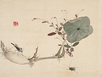 Studies from Nature: Plants, Fish, and Birds (Lotus Tuber with Insects) during first half 19th century painting in high resolution by Urakami Shunkin.  Original from the Minneapolis Institute of Art.