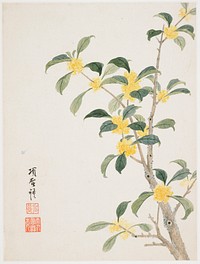 Cassia Blossom from a Flower Album of Ten Leaves (1656) painting in high resolution by Xiang Shengmo.  Original from the Minneapolis Institute of Art.