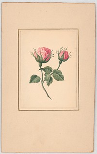 Rose blossoms on stem with leaves (1820). Original from the Library of Congress.