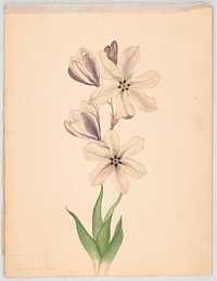 Multiple flower blossoms on stem with foliage, blossoms have six petals with star-shaped center, white with purple tints. (1840). Original from the Library of Congress.