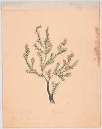 Branch of a shrub with needle-like foliage and small pink blossoms (1840). Original from the Library of Congress.