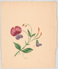 Flower blossoms on stem with foliage and tendrils (1840). Original from the Library of Congress.