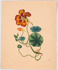 Flower blossom on stem with bud and foliage (1830). Original from the Library of Congress.