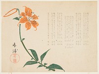 Tiger lily (ca. 1861–1864) print in high resolution by Shunpo.  Original from the Minneapolis Institute of Art.