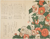 Camellia Flowers (ca. 1820) print in high resolution by Nakamura Nagaharu.  Original from the Minneapolis Institute of Art.