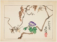 Vine and Seeds of Morning Glory (1877) in high resolution by Shibata Zeshin.  Original from the Minneapolis Institute of Art.