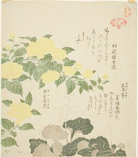 Yellow Roses and Creeping Saxifrages, from the series &ldquo;Collection of Plants for the Kasumi Poetry Circle&rdquo; (1810s) print in high resolution by Kubota Shunman. Original from the Art Institute of Chicago. 