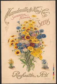 Mandeville & King Co., superior flower seeds (1907). Original from the Library of Congress.