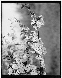 Pear blossoms (1900). Original from the Library of Congress.