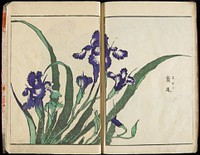 Transmitting the Spirit and Revealing the Form of Things: Hokusai's Garden of Pictures (1843) in high resolution by Katsushika Hokusai. Original from The Minneapolis Institute of Art. Original from the Minneapolis Institute of Art.