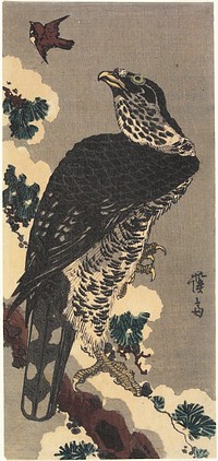 A Northern Goshawk on a Pine Tree in Snow Aiming at a Sparrow (late 1830s - early 1840s) print in high resolution by Keisai Eisen. Original from Minneapolis Institute of Art. Original from the Minneapolis Institute of Art.