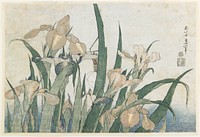 Irises and Grasshopper (ca.1833–1834) in high resolution by Katsushika Hokusai. Original from The Minneapolis Institute of Art.