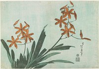 Blackberry Lily (ca.1833–1834) in high resolution by Katsushika Hokusai. Original from The Minneapolis Institute of Art. Original from the Minneapolis Institute of Art.