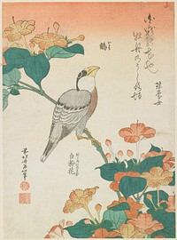 Hawfinch and Marvel-of-Peru (ca.1834) in high resolution by Katsushika Hokusai. Original from The Minneapolis Institute of Art. Original from the Minneapolis Institute of Art.