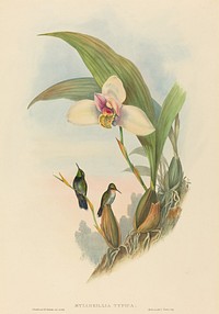 Myiabeillia typica (Abeille's Hummingbird) print in high resolution by John Gould (1804–1881) and Henry Constantine Richter (1821-1902).  