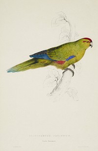 Platycercus pacificus. Pacific parakeet (1830–1832) print in high resolution by Edward Lear. Original from the Museum of New Zealand Te Papa Tongarewa. 