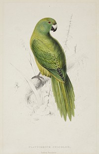 Platycercus unicolor. Uniform parakeet (1830–1832) print in high resolution by Edward Lear. Original from the Museum of New Zealand Te Papa Tongarewa. 